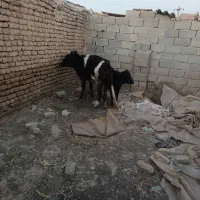 حیوان|حیوانات مزرعه|آبیک, |دیوار