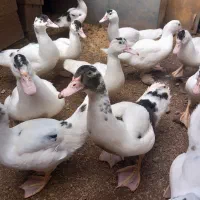جوجه اردک اسرائیلی نیمچه و تخم اردک اسرائیلی|حیوانات مزرعه|رشت, فرزانه|دیوار