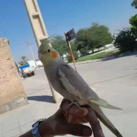 عروس پاریس  فقط معاوضه