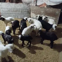 میش و بره|حیوانات مزرعه|فیروزآباد (لرستان), |دیوار