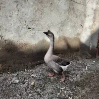 قو غاز