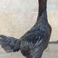 مرغ لاری طوسی جوجه