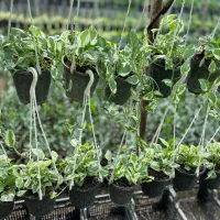 فروش تک و عمده انواع زاموفیلیا پتوس آگلونما|گل و گیاه طبیعی|نشتارود, |دیوار