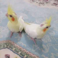 جوجه عروس با کیفیت آماده آموزش وسخنگو|پرنده|قیدار, |دیوار