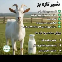 شیر بز