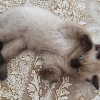بچه گربه 3 ماه نژاد اسکاتیش پرشین چشم ابی