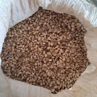 پسته کوهی|خوردنی و آشامیدنی|مشهد, کشاورز|دیوار