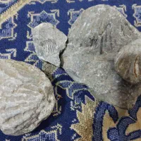 سنگ فسیل|کلکسیون اشیاء عتیقه|مشهد, کوی دروی|دیوار