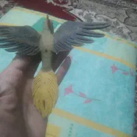 دکوری عروس هلندی