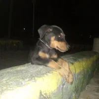 توله دوبرمن اصیل