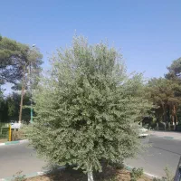 هرس کاری وباغبانی|خدمات باغبانی و درختکاری|یزد, |دیوار