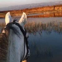 سوارکاری تفریحی و گشت آزاد