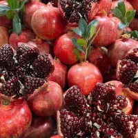 از هر درخت انار/۱۰۰ کیلو یا بیشتر برداشت کن