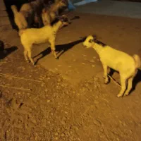 کهر نر|حیوانات مزرعه|فین, |دیوار