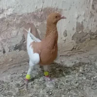 ۲ تا کفتر یهودی