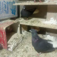 ماده زیل دم سفید