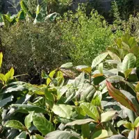 نهال فروشی|گل و گیاه طبیعی|رامهرمز, |دیوار