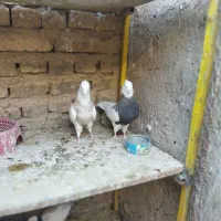 طوقی|پرنده|ورزنه, |دیوار