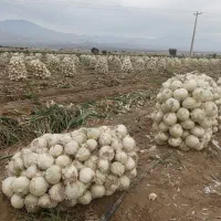سرکارگر کار باغ وکشاورزی هستم.