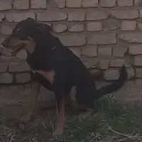 دوبرمن 2ونیم ساله|سگ|سرخه, |دیوار