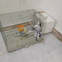 عروس هلندی سرحال