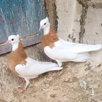 کبوتر طوقی زرد