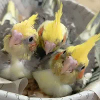 عروس هلندی