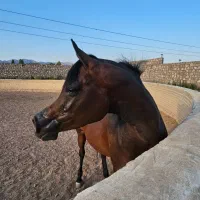 مجموعه خدماتی رفاهی شهر شادی پارسیان زنجان