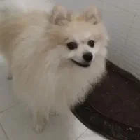 سگ پامرانین باهوش