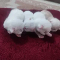 پرشین بریتیش|گربه|ساری, |دیوار