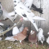 چند جفت کفتر