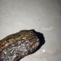 یک عدد شهاب سنگ|کلکسیون اشیاء عتیقه|ملارد, |دیوار