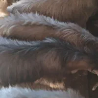 کهره نر