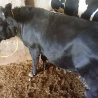 گوساله نر گوشتی|حیوانات مزرعه|فیروزآباد (آذربایجان), |دیوار