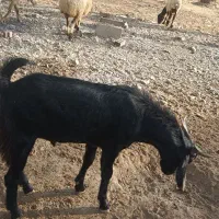 کهر چپشت نر|حیوانات مزرعه|فاریاب, |دیوار
