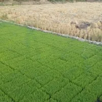 فروش بذر نشا بهنام امرولهی
