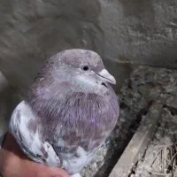 کبوتر کله سرخ چنگ سفید
