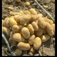 فروش سیب‌زمینی  ارگانیک  بدون کود سم