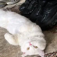 گربه پرشین اصیل|گربه|تهران, کیانشهر|دیوار