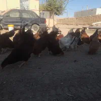 سلام خروس محلی جوان ۳۵ عدد فروش یکجا و تکی|حیوانات مزرعه|هلالی, |دیوار