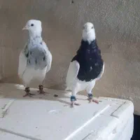 ۹ عدد جوجه طوقی هیچ پری تا ۱۰ بند انداخته|پرنده|یاسوج, |دیوار