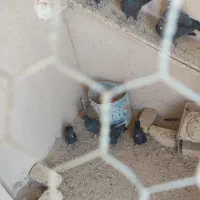 کبوتر|پرنده|برخوار, |دیوار