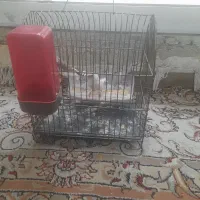 فنچ|پرنده|تهران, هفت حوض|دیوار