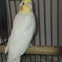 عروس هلندی نر|پرنده|بجنورد, |دیوار