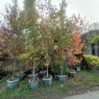 درخت عنبر سائل