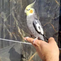 جفت عروس هلندی سخنگو