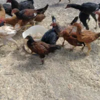 جوجه‌مرغ‌لاری