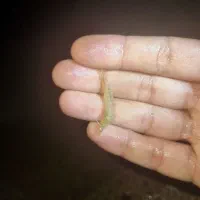 کارگر پرورش میگو