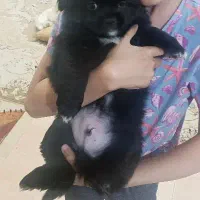 واگذاری توله دو ماهه|سگ|چهارباغ, |دیوار