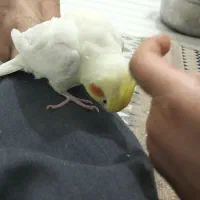 عروس هلندی سالم و بازیگوش سخنگو